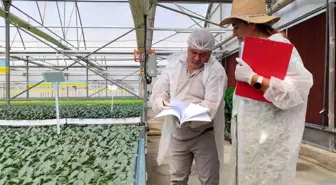 Manisa'da Kışlık Fide Dikim Dönemi Başladı