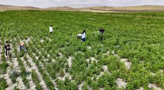 Ağrı'da Çiftçilere Yüzde 75 Hibe Desteğiyle Kuru Fasulye Tohumu Dağıtıldı