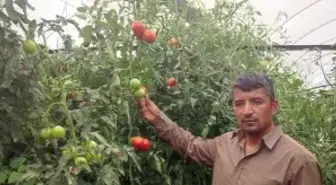 Bu mahallede toprak altın değerinde: 20 dekarlık seradan tonlarca ürün aldılar