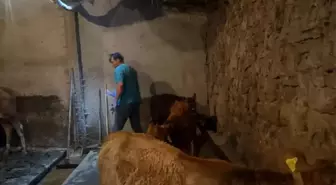 Ağrı'nın Diyadin İlçesinde Şap Hastalığı Aşılamaları Devam Ediyor