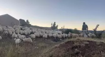 Erzincan'da Ayı ve Kurt Saldırısı: 25 Kuzu Telef Oldu