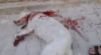 Bahçesindeki Hayvanlara Zarar Verdiği Gerekçesiyle Hamile Köpeği Vuran Adam Tutuklandı