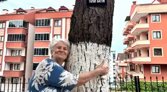 Trabzon'da Unutulmaz Eşlere Vefa: Ağaçlarda Yaşayacaklar