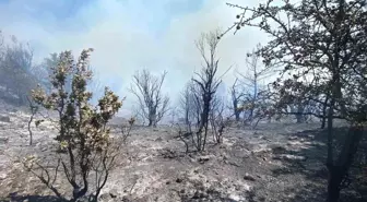 İzmir Seferihisar'da Orman Yangınına Hızla Müdahale Başladı