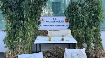 Kocaeli'nde Uyuşturucu Operasyonu: 12 Kilo Esrar ve 583 Kök Kenevir Ele Geçirildi