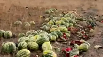 Tekirdağ'da Yolda Dökülen Karpuzlar Üzüntüye Sebep Oldu