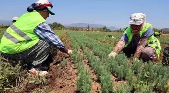 Muğla'da Orman Yangınları Sonrası Fidan Üretimi Artıyor