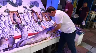 Eskişehir'de 40 Kiloluk Dev Yayın Balığı İlgi Görüyor