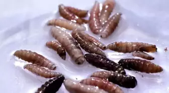 ABD'de İlk Yeni Dünya Vida Kurdu Sineği Vakasının Tespiti