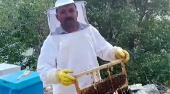 Kahramanmaraş'ta Ayı Saldırısı: Arıcının 100 Bin Lira Zarar Ettiği İddia Ediliyor