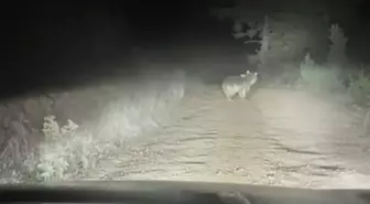 Artvin'de Ayı Taksiye Saldırdı