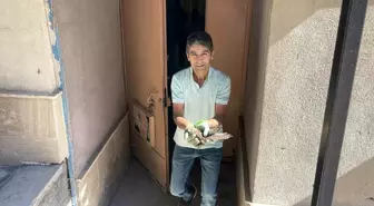 Sivas'ta Yavru Şahin Koruma Altına Alındı