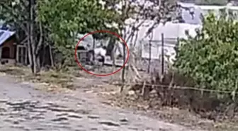 Düzce'de Başlıbaşına Köpekler, 20 Tavuğu Telef Etti