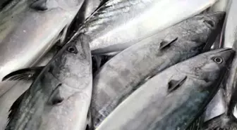 Balık sezonu ne zaman açılıyor? 2025 balık tutma yasağı bitti mi?