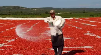 Manisa'da Kurutmalık Domates Üretimi Artıyor