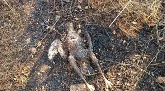 Kuş Yangına Neden Oldu, Muğla'da Hızlı Müdahale ile Kontrol Altına Alındı