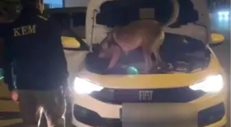 Kütahya'da 3,5 Kilogram Kokain Ele Geçirildi, 2 Şüpheli Tutuklandı