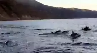 Şarköy'de Balıkçılara Yunuslar Eşlik Etti