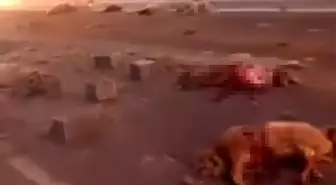 Kamyonetin Çarptığı Sürüde 37 Koyun Telef Oldu