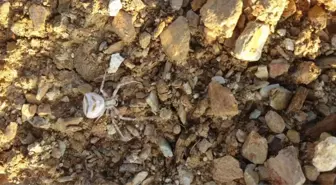 Yalova'da İnsan Yüzlü Örümcek Görüldü