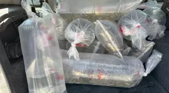 Gölköy Balıkçılık İstasyonu'ndan 6 Milyon Sazan Yavrusu Su Kaynaklarına Bırakıldı