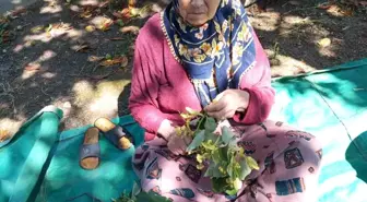 Düzce'de 81 Yaşındaki Kadın İçin Arama Çalışmaları Başlatıldı