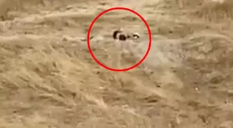 Müftülüğün yanında rezalet! Gündüz vakti tarlada ilişkiye girdiler