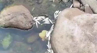 Giresun'da Çöp Tesisinin Patlayan Borusu Canlıları Tehdit Ediyor