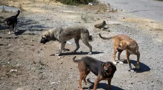 Samsun Kırsalında Başıboş Köpek Tehdidi Artıyor