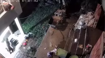 Rize'de Ayı ve Yavruları Ev Bahçesinde Görüntülendi