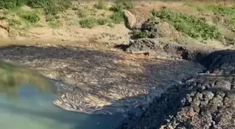 Çanakkale'de Kocabaş Çayı'nda Kuraklık Nedeniyle Balık Ölümleri