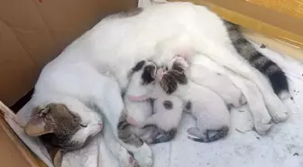 Taksi Durağında Kedi Anne ve Yavrularına Sahip Çıkıldı