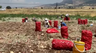 Gaziantep'te Soğan Fiyatları Tarlada Düşük, Tezgahlarda Yüksek