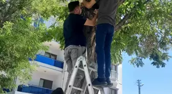 Karapınar'da Ağaçta Sıkışan Kedi Kurtarıldı