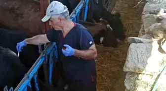 Nazilli'de Şap Hastalığına Karşı Aşılama Çalışmaları Devam Ediyor