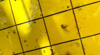 Salihli'de Üreticilere Zeytin Sineği Uyarısı