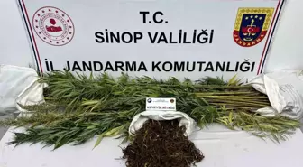 Sinop'ta Uyuşturucu Operasyonu: 425 Gram Esrar ve 56 Kök Kenevir Ele Geçirildi