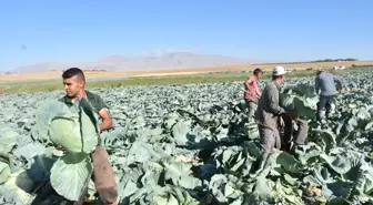 Niğde'de Beyaz Lahana Hasadı Başladı