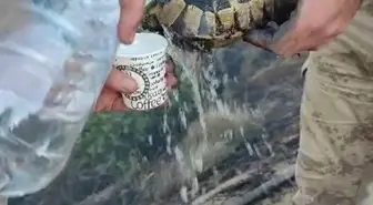 Orman Yangınında Kaplumbağa Kurtarıldı