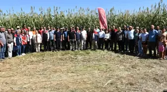 Aydın'da Sorgum Sudan Otu Melezi İlk Hasat Gerçekleştirildi