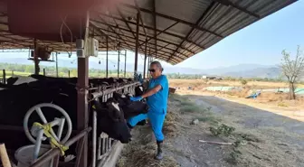 Aydın'da Şap Hastalığı Üzerine Karpuzlu'da Karantina Uygulaması Başlatıldı