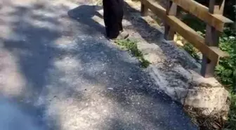 Almanya'dan Gelen Gurbetçilerden Köprüye Yenilik