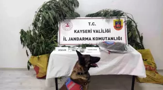 Kayseri'de Uyuşturucu Operasyonu: 7 Kök Kenevir ve 550 Gram Uyuşturucu Ele Geçirildi