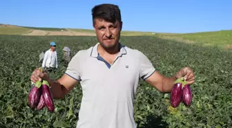 Yamula Patlıcanının Hasadı Başladı