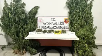 Köşk'te Kestane Bahçesinde Kenevir Yetiştiren Şüpheli Yakalandı