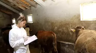 Ağrı'da Şap Hastalığına Karşı Aşılama Programı Başlatıldı