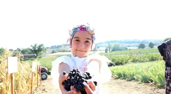Çanakkale'de Aronya Hasadı Başladı