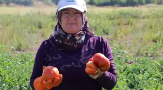 Kayseri'de Karahıdır Domatesi Hasadı Başladı