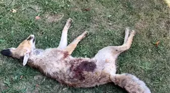 Eskişehir'de Av Bölgesi Olmayan Mahallede Tüfekle Vurulmuş Tilki Bulundu