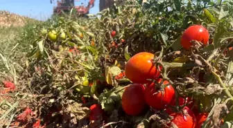 Bursa'da Salçalık Domates Üretimi Düşüşte, Ekim Alanları Daralıyor